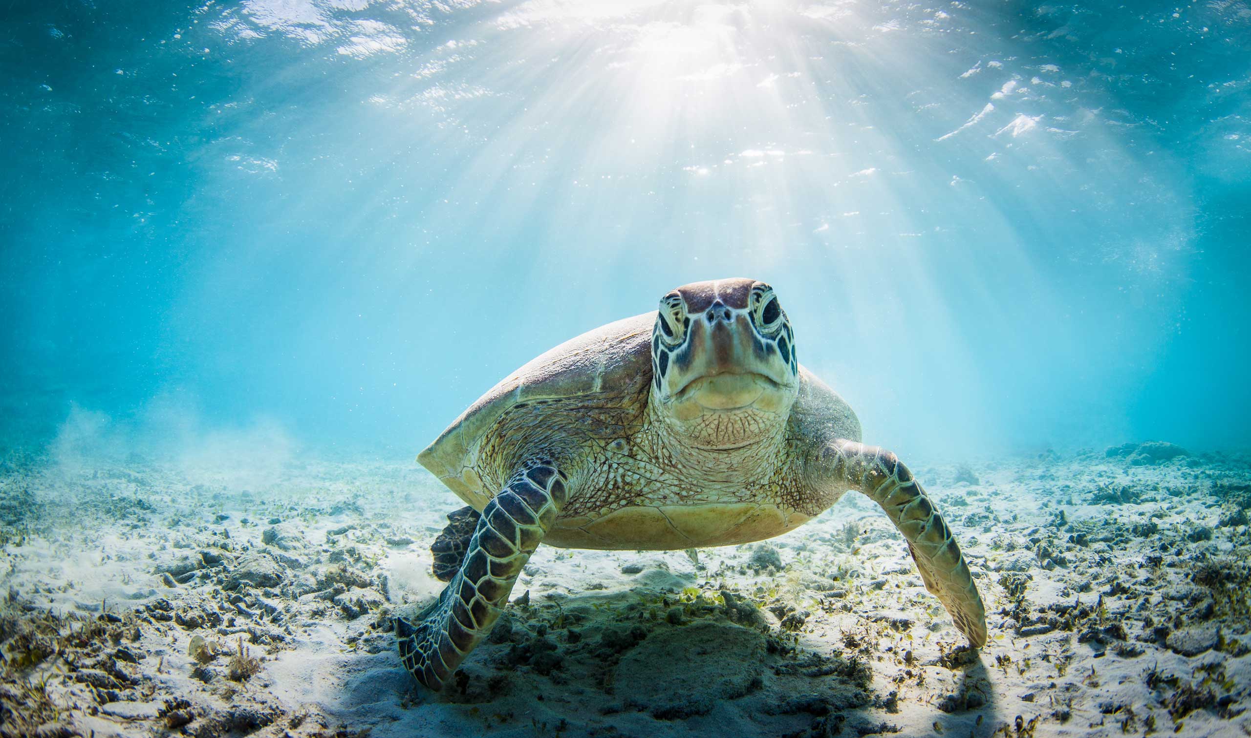 Sea-Turtle-3